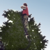 Gartengestaltung Wieneke - Uslar - Baumschnitt