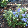 Gartengestaltung Wieneke - Uslar - Beetpflege