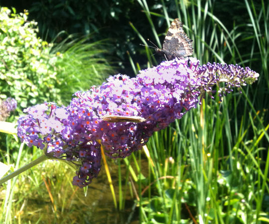 Gartengestaltung Wieneke - Göttingen - Uslar - Oberweser